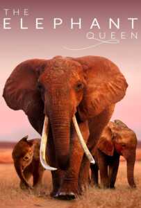 ดูหนังออนไลน์ฟรี The Elephant Queen (2019)